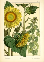 Le Tournesol