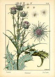 Le Chardon
