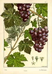La Vigne