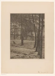 Forêt de pins I