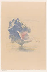 Coquillage