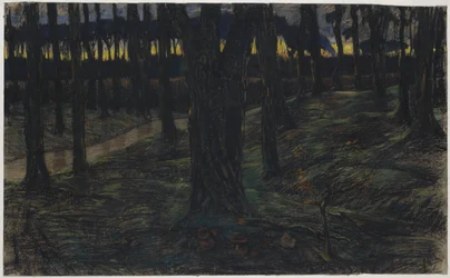Vue de forêt au coucher du soleil