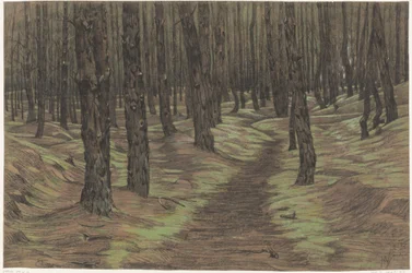 Forêt de pins