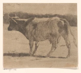 Vache dans un pré