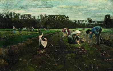 Récolte de pommes de terre