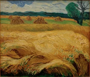 Céréales en cours de maturation