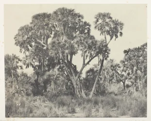 Palmiers Doums, Haute-Égypte