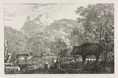 Sanglier, chat sauvage et lynx
