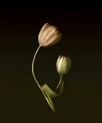Étreinte de tulipes aux tons sourds