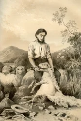 Tonte des moutons, 1879