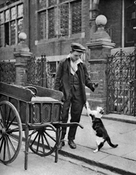 Marchand de viande pour chats, Londres, 1926-1927