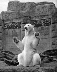 Ours polaire sur la terrasse Mappin au zoo de Londres, 1926-1927