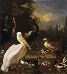 Un pélican et d