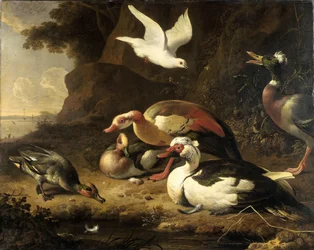 Canards