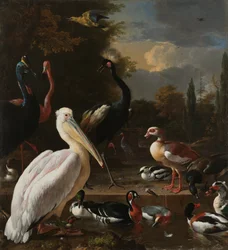 Un pélican et d