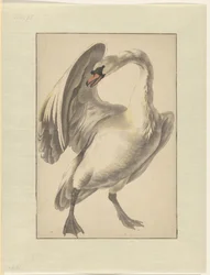 Cygne blanc apprivoisé