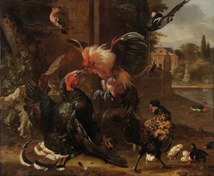 Un coq et une dinde se battant