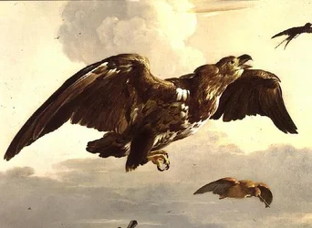 Un aigle et une hirondelle en vol