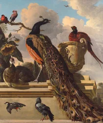 Oiseaux dans le parc