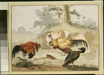 Coqs combattants