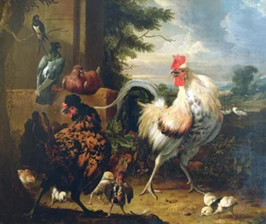 Volaille de basse-cour