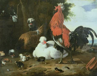 Volaille de basse-cour avec pigeons