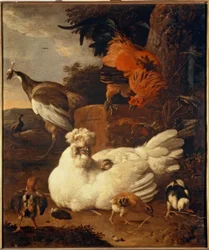 M. de Hondecoeter, Poule avec poussins