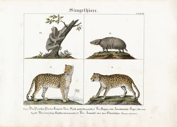 Mammifères exotiques : Grands félins, paresseux et tatou