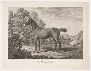 Le cheval "Melilcoma"
