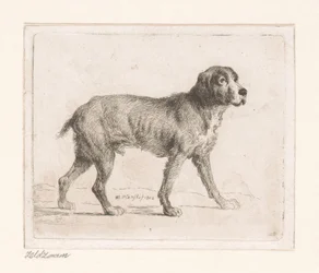 Chien