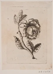 Une rose
