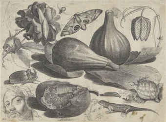 Feuille d