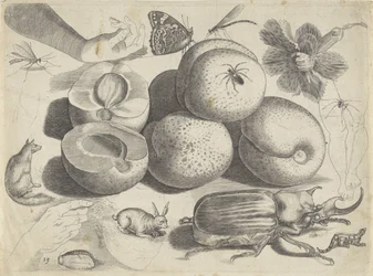 Feuille d