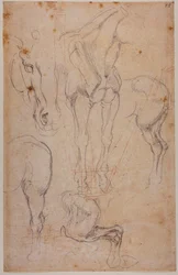 Études anatomiques d