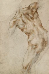 Torso masculin nu