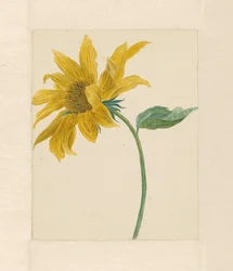 Branche avec un tournesol