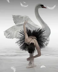 Ballerine du cygne noir