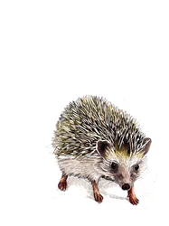 Kimchi Le Hérisson sur Blanc, 2019