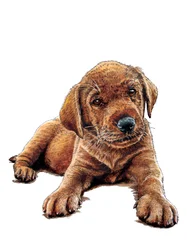 Marge Le Chiot sur Blanc, 2021