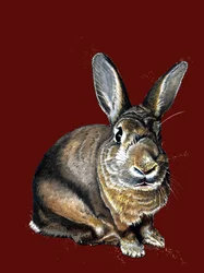 Meg Le Lapin sur Oxyde Rouge, 2020