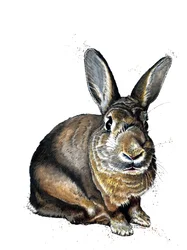 Meg le Lapin sur Blanc