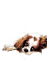 Meg, le spaniel, sur fond blanc, 2020