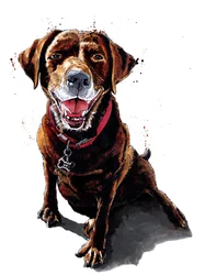 Nessa le labrador chocolat sur blanc, 2020