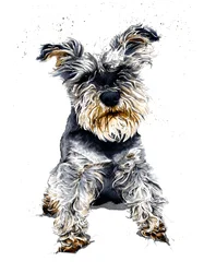Ollie le Schnauzer sur Blanc