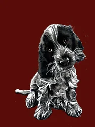 Rosie, le cocker spaniel, sur oxyde rouge, 2020
