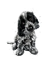 Rosie, le cocker spaniel, sur fond blanc, 2019