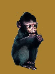 Le bébé macaque sur fond jaune doré, 2020