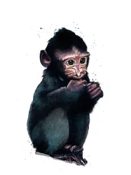 Le bébé macaque sur blanc, 2020