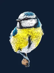 La Mésange Bleue sur Bleu Nuit