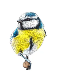La Mésange Bleue sur Blanc